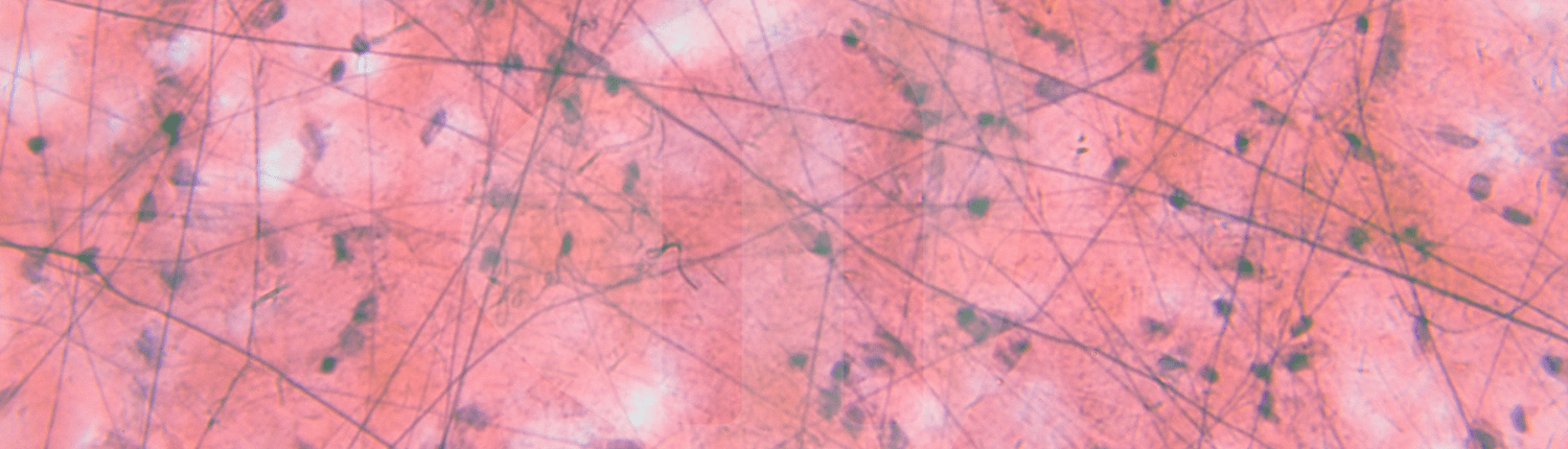 torre_webinar-regulationspharmazie